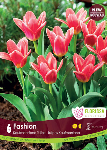 Tulip Fashion