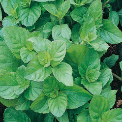 Herb Peppermint