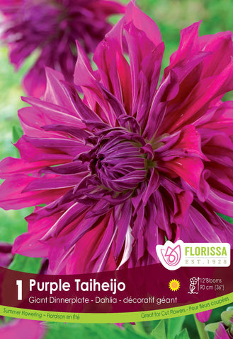 Dahlia Dinner Plate Purple Talheljo