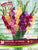 Glad Rainbox Mix Large Pack