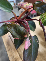 Philodendron Pink Princess 4"