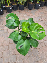 Monstera Deliciosa 10"