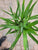 Yucca Cane Multi Stem 10"