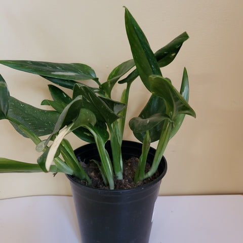 Monstera Standleyana 6"pot