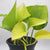 Pothos Neon 4"