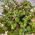 Mini Jade Plant Bonsai 6"
