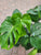 Monstera Deliciosa 10"