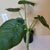 Philodendron Monstera 6"pot