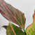 Red Rein Aglaonema 4"