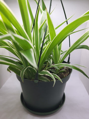 Spider Plant - 6" HB
