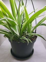 Spider Plant - 6" HB