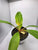 Mandarin Orange Spiderplant 4"