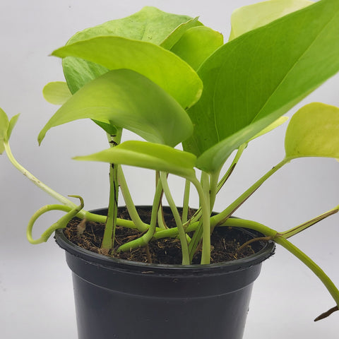 Pothos Neon 4"