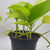 Pothos Neon 4"