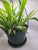 Spider Plant - 6" HB