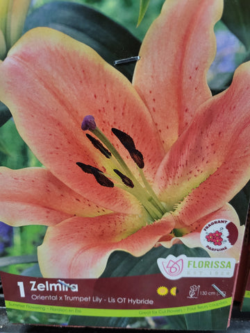 Lily Trumpet Zelmira