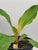 Mandarin Orange Spiderplant 4"