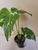 Monstera Thai Constelation 4"