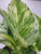 Monstera White Monster 6"pot