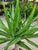 Yucca Cane Multi Stem 10"