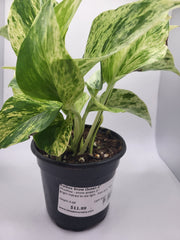 Monstera White Monster 6"pot