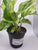 Monstera White Monster 6"pot