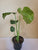 Monstera Thai Constelation 4"
