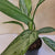 Christina Aglaonema 4"
