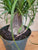 Pony Tail Palm 6"