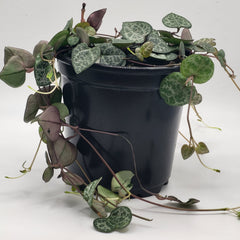 String of Hearts 4"