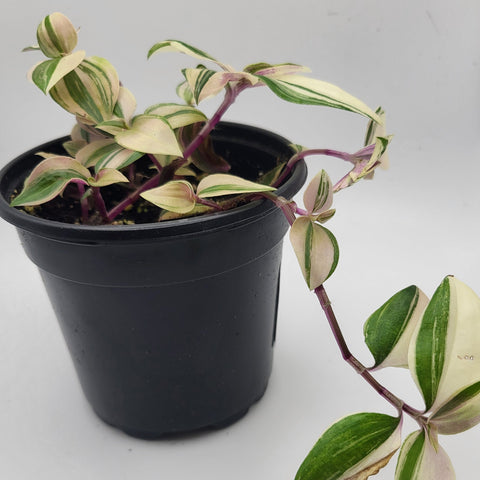 Tradescantia Quadricolo 4" pot