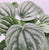 Peperomia Silver Frost 4"