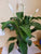 Peace Lily 6"