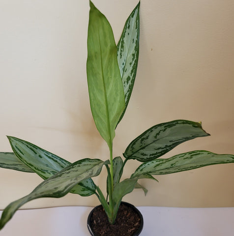 Christina Aglaonema 4"