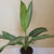 Christina Aglaonema 4"