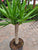 Yucca Cane Multi Stem 10"