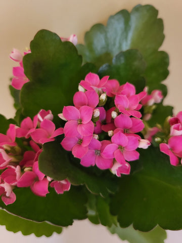 Kalanchoe 4" Assorted