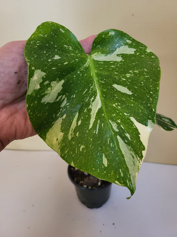 Monstera Thai Constelation 4"
