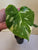 Monstera Thai Constelation 4"