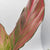 Red Rein Aglaonema 4"