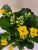Kalanchoe 4" Assorted