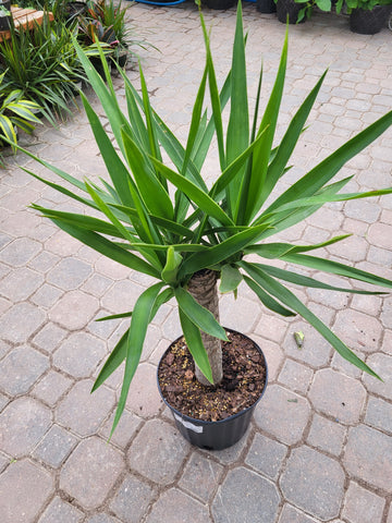 Yucca Cane Multi Stem 10"