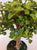 Mini Jade Plant Bonsai 6"