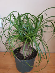 Pony Tail Palm 6"