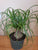 Pony Tail Palm 6"