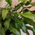 Kangaroo Paw Fern 6"