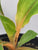 Mandarin Orange Spiderplant 4"