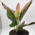 Red Rein Aglaonema 4"