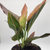 Red Rein Aglaonema 4"