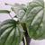 Peperomia Silver Frost 4"